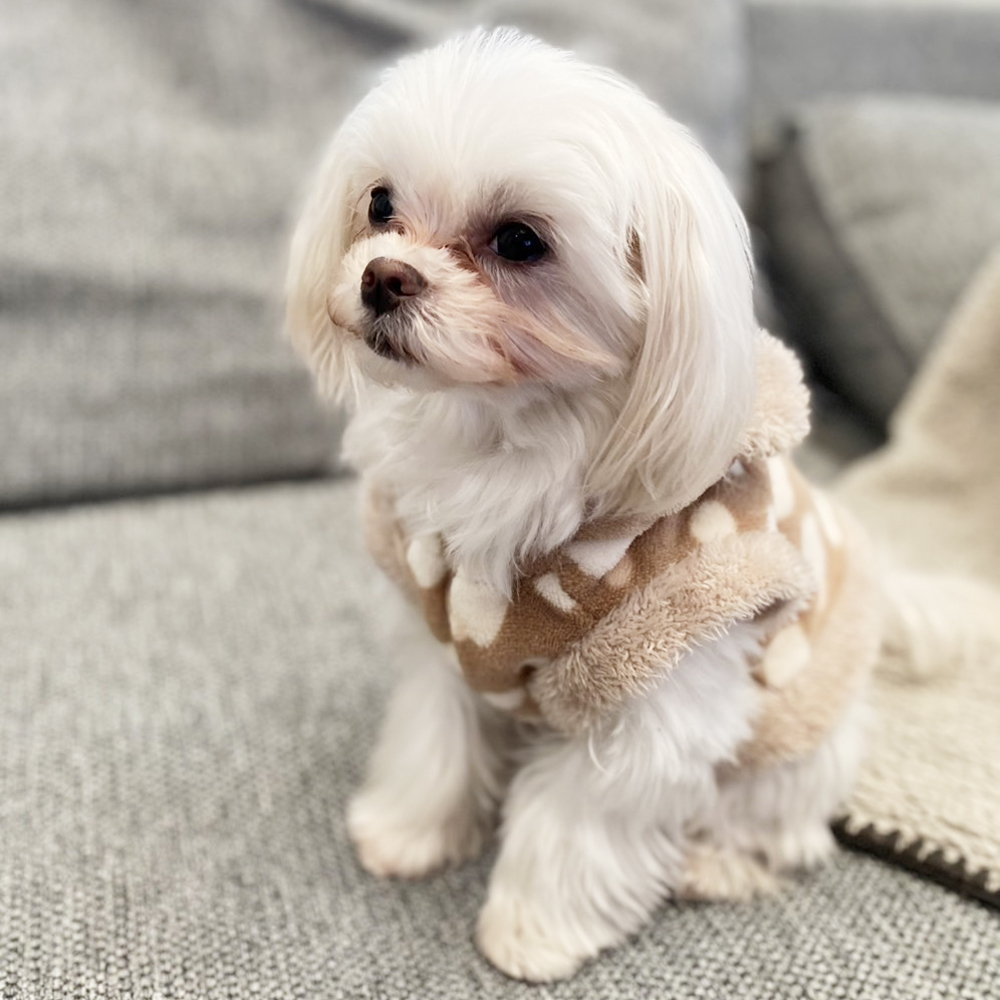 卒業犬イーブイちゃんのファッションショー♪
